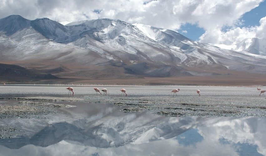 uyuni bolivia flamingo