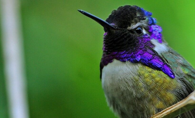 Nevelwoud Ecuador