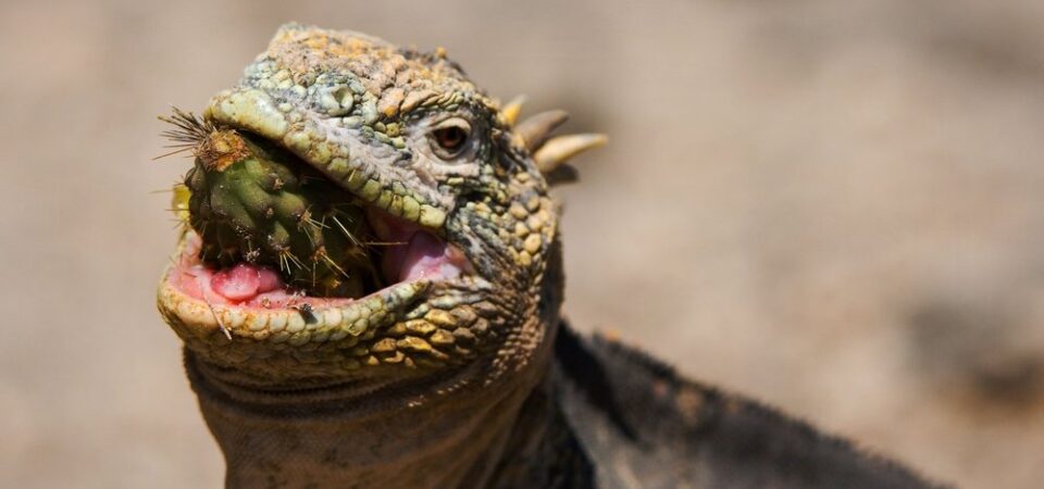 Galapagos eilanden etende leguaan