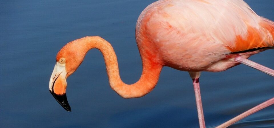 Galapagos eilanden flamingo