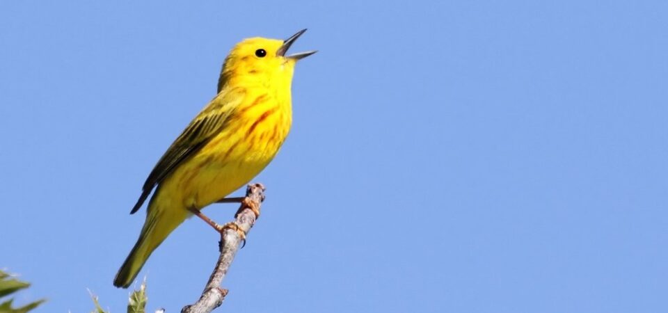 Galapagos eilanden gele vogel