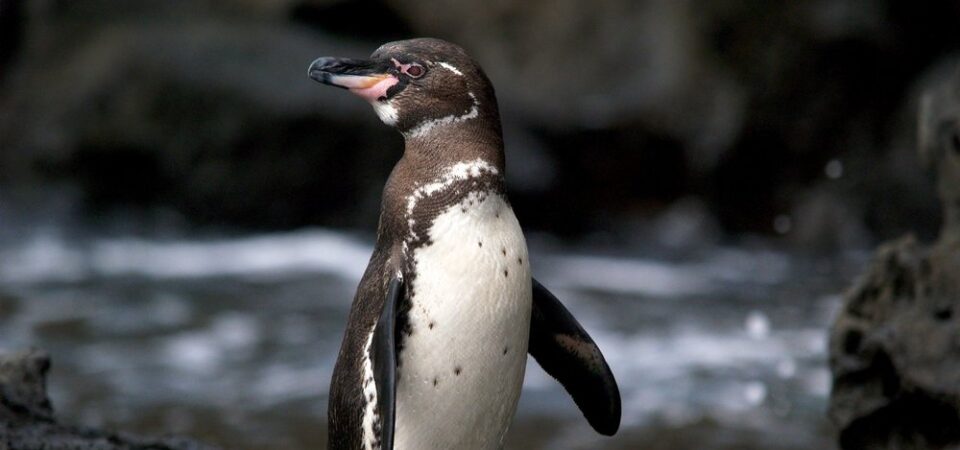 Galapagos eilanden pinguin
