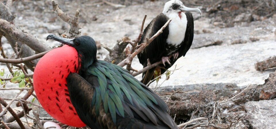 Galapagos eilanden fregat