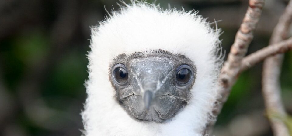 Galapagos eilanden pluizige witte vogel