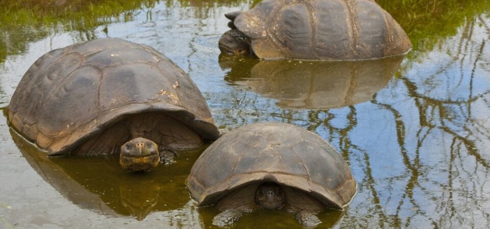 reis galapagos eilanden schilpadjes
