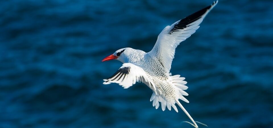 Galapagos eilanden zwart witte vogel