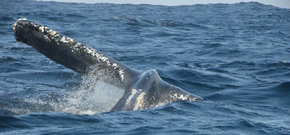 Walvisspotten Ecuador walvis