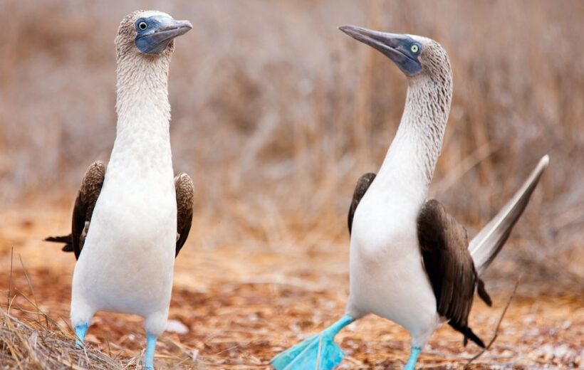 Galapagos Cruise en Island hopping