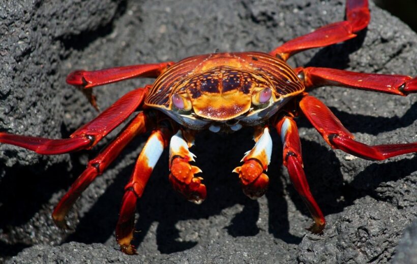 Eilandhoppen Galapagos