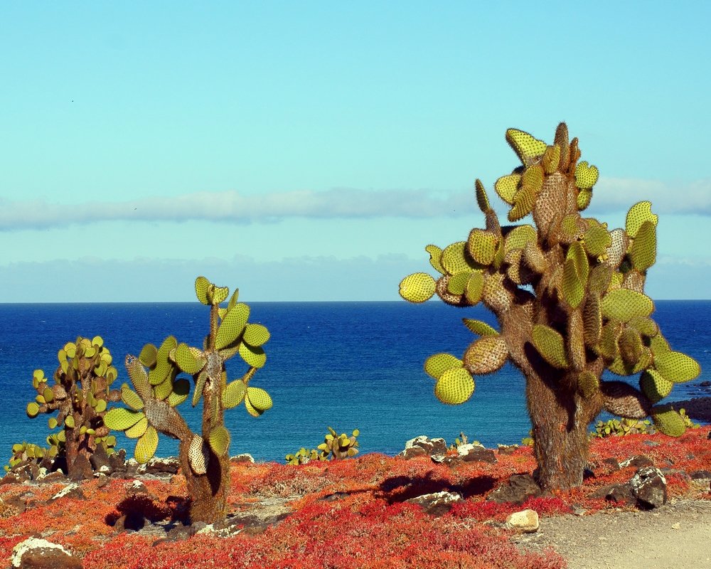 Galapagos